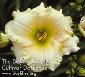 Daylily Song of Heaven